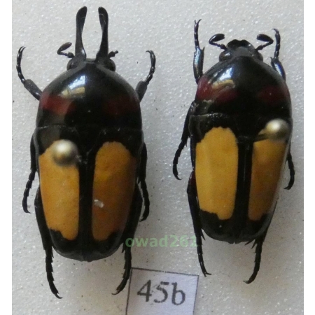 Dicheros bicornis rowelli Nagai, 1985 pair Philippines45b